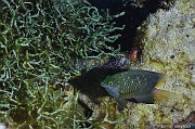 Caulerpa serrulata-Plectroglyphidodon lacrymatus demoiselle a larmes Safaga Middle reef-12m-20171124-Denis-ADER-DSC_3838_tn